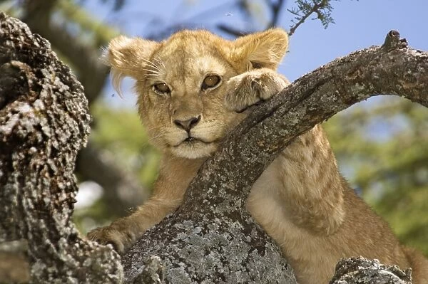 Lion (Panthera leo) young, close-up of head, tree climbing, Serengeti N. P. Tanzania