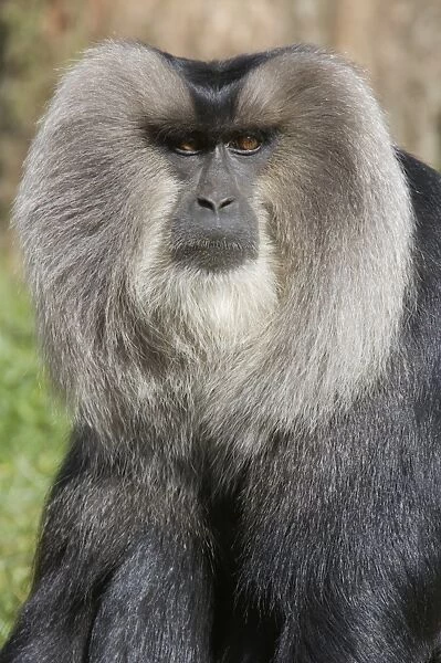 Lion-tailed Macaque (Macaca silenus) adult, close-up of head, Apenheul (captive)