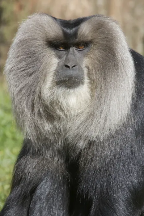 Framed Print : Lion-tailed Macaque (Macaca silenus) adult, close-up of head, Apenheul (captive)
