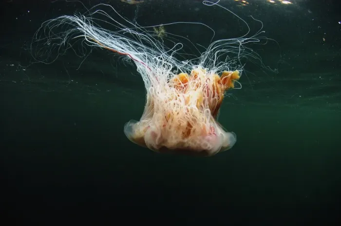 Framed Print : Lions Mane Jellyfish (Cyanea capillata) adult, swimming near surface in sea loch, Loch Carron, Ross and Cromarty Framed Print : Lions Mane Jellyfish (Cyanea capillata) adult, swimming near surface in sea loch, Loch Carron, Ross and Cromarty
