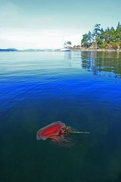 Lions Mane Jellyfish (Cyanea capillata) adult, swimming at surface in inlet, Strait of Georgia, Gulf Islands