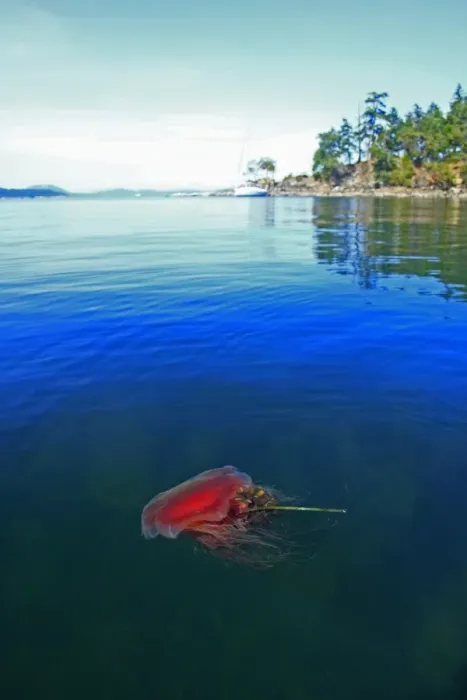 Framed Print : Lions Mane Jellyfish (Cyanea capillata) adult, swimming at surface in inlet, Strait of Georgia, Gulf Islands Framed Print : Lions Mane Jellyfish (Cyanea capillata) adult, swimming at surface in inlet, Strait of Georgia, Gulf Islands