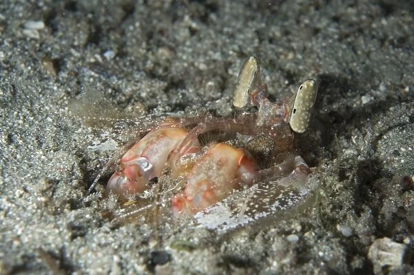 Lisas Mantis Shrimp (Lysiosquillina lisa) adult, at burrow entrance, Gili Lawa Darat Bay, near Komodo Island