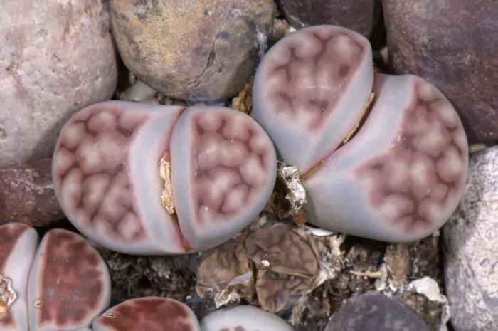 Framed Print : Lithops (Lithops sp. ) camouflaged amongst pebbles, Pallavicini Botanical Garden Framed Print : Lithops (Lithops sp. ) camouflaged amongst pebbles, Pallavicini Botanical Garden