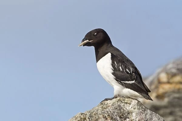 Little Auk (Alle alle) adult male, summer plumage, with stone in beak as offering to female in breeding colony, Spitzbergen, Svalbard, july