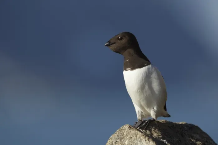 Framed Print : Little Auk (Alle alle) adult, summer plumage, with full crop, standing on rock, Svalbard Framed Print : Little Auk (Alle alle) adult, summer plumage, with full crop, standing on rock, Svalbard