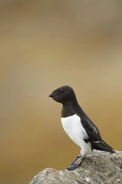 Little Auk (Alle alle) adult, summer plumage, with full crop, standing on rock, Svalbard