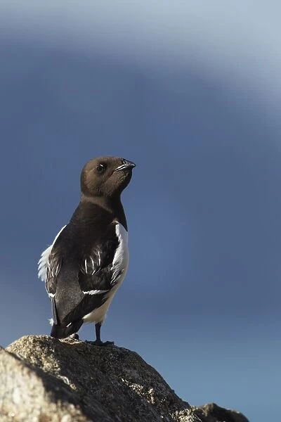 Little Auk (Alle alle) adult, summer plumage, with full crop, standing on rock, Svalbard