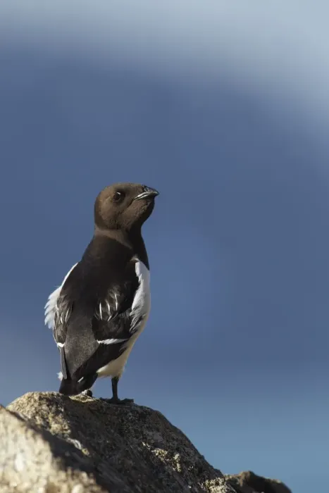 Framed Print : Little Auk (Alle alle) adult, summer plumage, with full crop, standing on rock, Svalbard