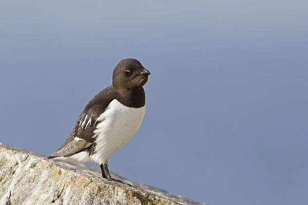 Little Auk (Alle alle) adult, summer plumage, with full crop, standing on rock in breeding colony, Spitzbergen, Svalbard, july