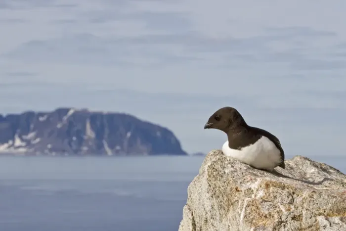 Framed Print : Little Auk (Alle alle) adult, summer plumage, sitting on rock in coastal habitat, Spitzbergen, Svalbard, july Framed Print : Little Auk (Alle alle) adult, summer plumage, sitting on rock in coastal habitat, Spitzbergen, Svalbard, july