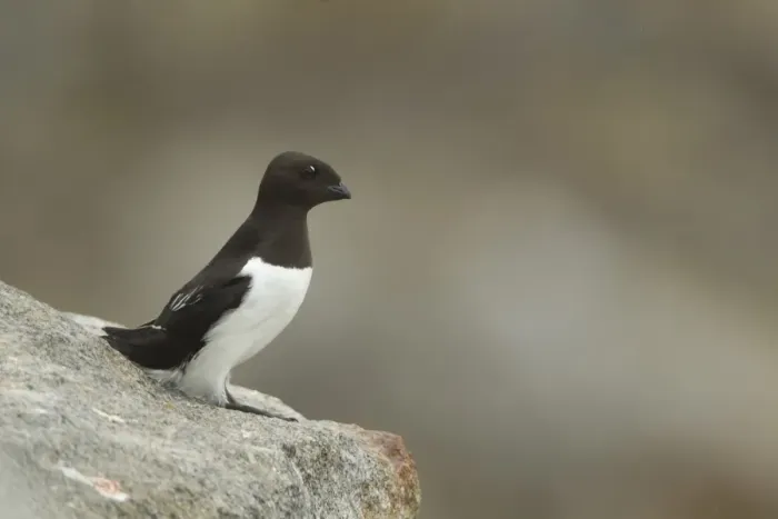 Framed Print : Little Auk (Alle alle) adult, summer plumage, standing on rock, Svalbard, july Framed Print : Little Auk (Alle alle) adult, summer plumage, standing on rock, Svalbard, july