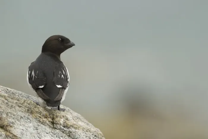 Framed Print : Little Auk (Alle alle) adult, summer plumage, standing on rock, Svalbard, july