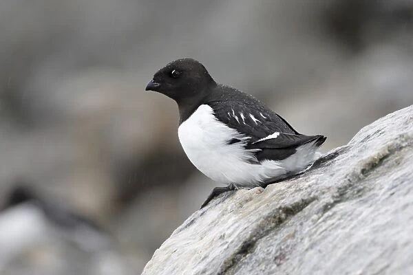 Little Auk (Alle alle) adult, summer plumage, sitting on rock during rainfall, Fulglesongen, Spitzbergen, Svalbard