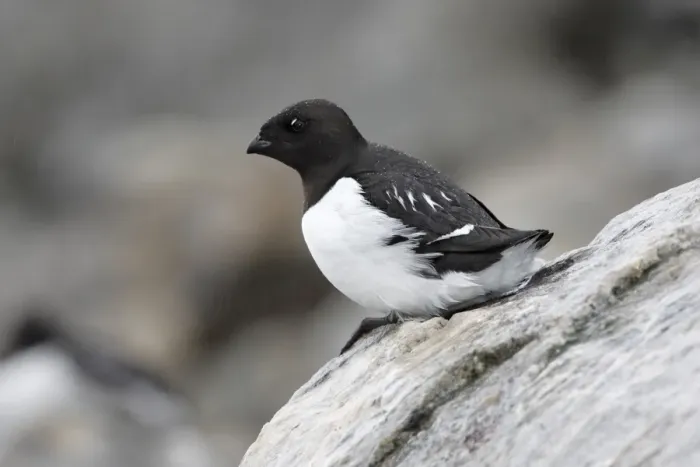 Framed Print : Little Auk (Alle alle) adult, summer plumage, sitting on rock during rainfall, Fulglesongen, Spitzbergen, Svalbard Framed Print : Little Auk (Alle alle) adult, summer plumage, sitting on rock during rainfall, Fulglesongen, Spitzbergen, Svalbard