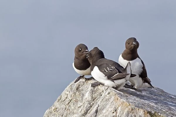 Little Auk (Alle alle) three adults, summer plumage, quarreling on rock at breeding colony, Spitzbergen, Svalbard, july
