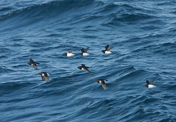 Little Auk (Alle alle) eight adults, summer plumage, flock in flight over sea, Svalbard, june
