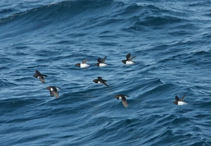 Framed Print : Little Auk (Alle alle) eight adults, summer plumage, flock in flight over sea, Svalbard, june Framed Print : Little Auk (Alle alle) eight adults, summer plumage, flock in flight over sea, Svalbard, june