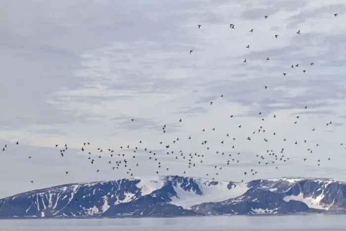 Framed Print : Little Auk (Alle alle) adults, summer plumage, flock in flight over fjord habitat, Spitzbergen, Svalbard, july Framed Print : Little Auk (Alle alle) adults, summer plumage, flock in flight over fjord habitat, Spitzbergen, Svalbard, july