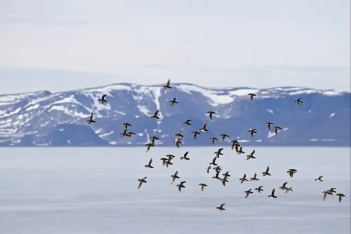 Framed Print : Little Auk (Alle alle) adults, summer plumage, flock in flight over fjord habitat, Spitzbergen, Svalbard, july Framed Print : Little Auk (Alle alle) adults, summer plumage, flock in flight over fjord habitat, Spitzbergen, Svalbard, july