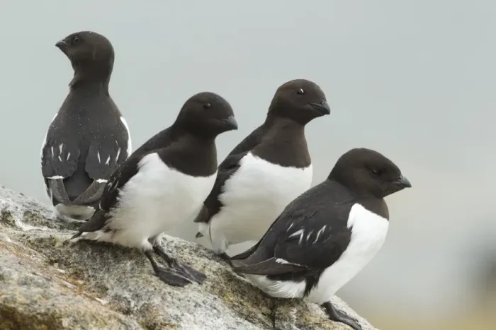 Framed Print : Little Auk (Alle alle) four adults, summer plumage, standing on rock, Svalbard, july Framed Print : Little Auk (Alle alle) four adults, summer plumage, standing on rock, Svalbard, july