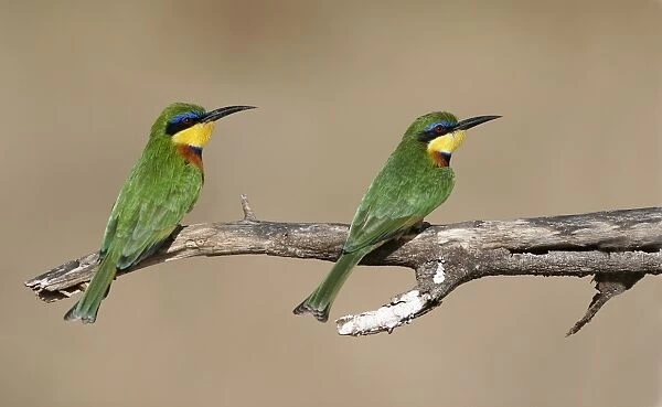 Little Bee-eater (Merops pusillus) Two adults perched on branch, Samburu, Kenya