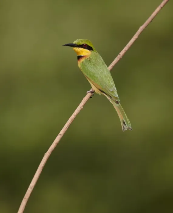 Framed Print : Little Bee-eater (Merops pusillus) adult, perched on twig, Niokolo-Koba, Senegal, january