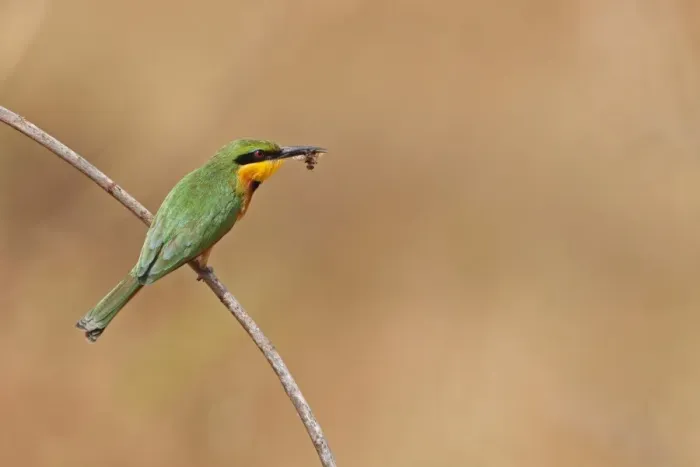 Framed Print : Little Bee-eater (Merops pusillus) adult, with insect in beak, perched on twig, Western Division, Gambia, february Framed Print : Little Bee-eater (Merops pusillus) adult, with insect in beak, perched on twig, Western Division, Gambia, february