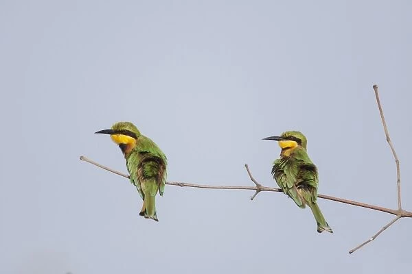 Little Bee-eater (Merops pusillus) adult pair, sunbathing, perched on twig, Gambia, February