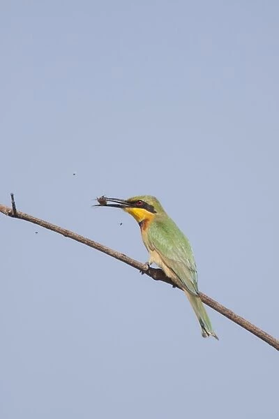 Little Bee-eater (Merops pusillus pusillus) adult, with bee prey in beak, perched on twig, Gambia, February