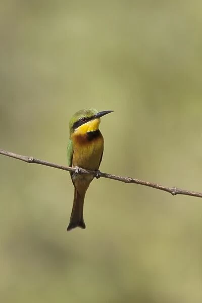 Little Bee-eater (Merops pusillus pusillus) adult, perched on twig, Gambia, February