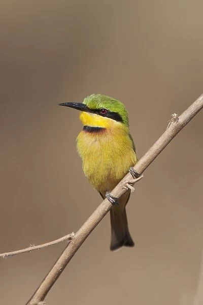 Little Bee-eater (Merops pusillus pusillus) adult, perched on twig, Gambia, February