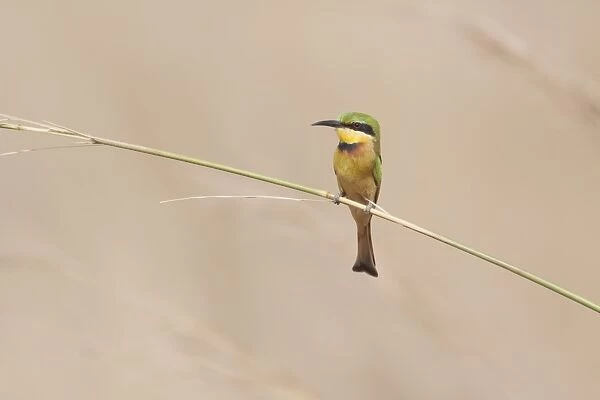 Little Bee-eater (Merops pusillus pusillus) adult, perched on stem, Gambia, February