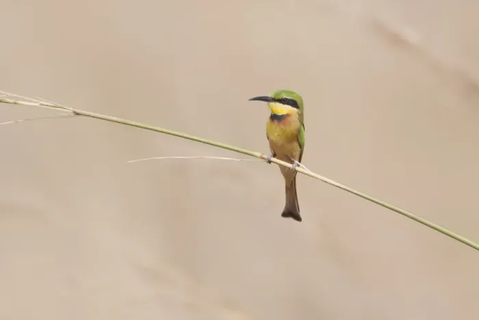 Framed Print : Little Bee-eater (Merops pusillus pusillus) adult, perched on stem, Gambia, February Framed Print : Little Bee-eater (Merops pusillus pusillus) adult, perched on stem, Gambia, February