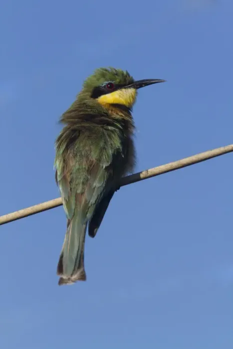 Framed Print : Little Bee-eater near Kwara Camp Botswana