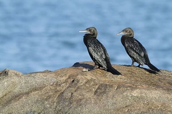 Little Black Cormorant (Phalacrocorax sulcirostris) adult pair, standing on rock, Horseshoe Bay, Magnetic Island