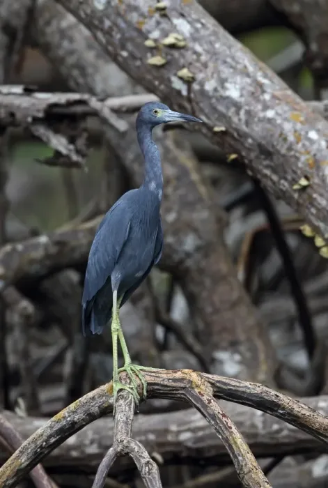 Framed Print : Little Blue Heron (Egretta caerulea) adult, standing on mangrove root, Los Haitises N. P. Dominican Republic, January