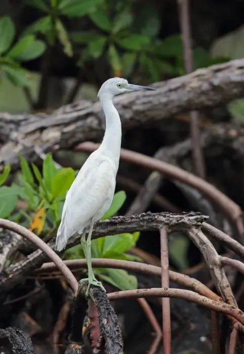 Framed Print : Little Blue Heron (Egretta caerulea) immature, standing on mangrove root, Los Haitises N. P. Dominican Republic, January Framed Print : Little Blue Heron (Egretta caerulea) immature, standing on mangrove root, Los Haitises N. P. Dominican Republic, January