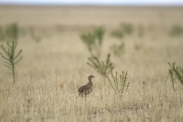 Framed Print : Little Bustard (Tetrax tetrax) adult, standing in field during autumn migration, Castilla y Leon, Spain, September Framed Print : Little Bustard (Tetrax tetrax) adult, standing in field during autumn migration, Castilla y Leon, Spain, September