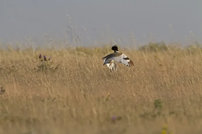 Framed Print : Little Bustard (Tetrax tetrax) adult male, jumping display, Extremadura, Spain, may