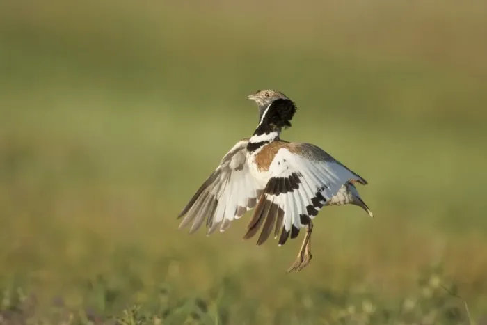 Framed Print : Little Bustard (Tetrax tetrax) adult male, jumping display, Extremadura, Spain, april