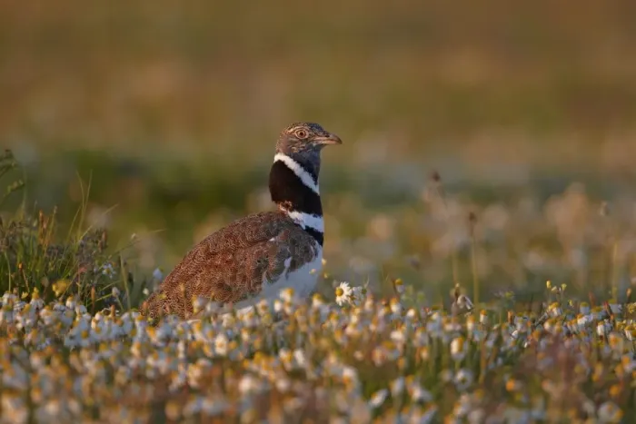 Framed Print : Little Bustard (Tetrax tetrax) adult male, standing amongst wildflowers, Extremadura, Spain, april Framed Print : Little Bustard (Tetrax tetrax) adult male, standing amongst wildflowers, Extremadura, Spain, april