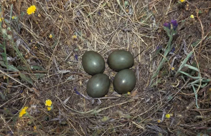 Framed Print : Little Bustard (Tetrax tetrax) Nest with four eggs Framed Print : Little Bustard (Tetrax tetrax) Nest with four eggs