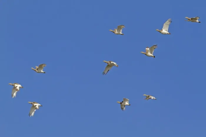 Framed Print : Little Bustard (Tetrax tetrax) winter flock, in flight, Spain, January Framed Print : Little Bustard (Tetrax tetrax) winter flock, in flight, Spain, January