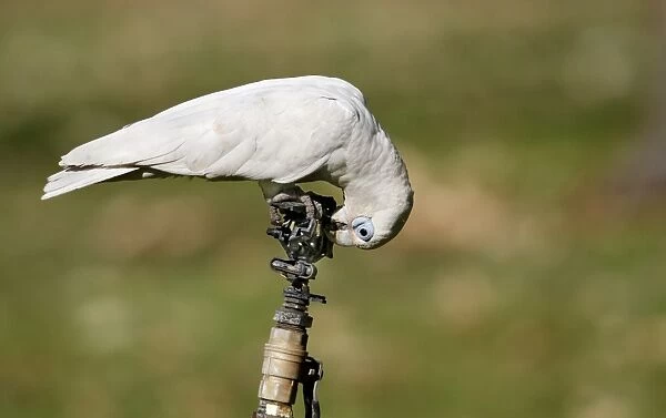 Little Corella (Cacatua sanguinea) adult, drinking from leaking tap at campsite, Northern Territory, Australia