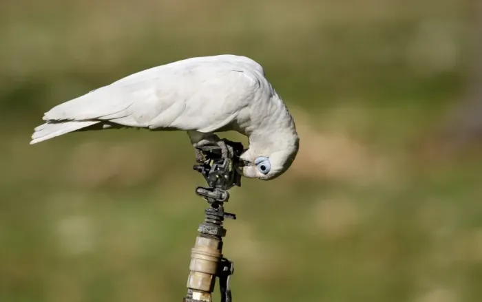 Framed Print : Little Corella (Cacatua sanguinea) adult, drinking from leaking tap at campsite, Northern Territory, Australia Framed Print : Little Corella (Cacatua sanguinea) adult, drinking from leaking tap at campsite, Northern Territory, Australia