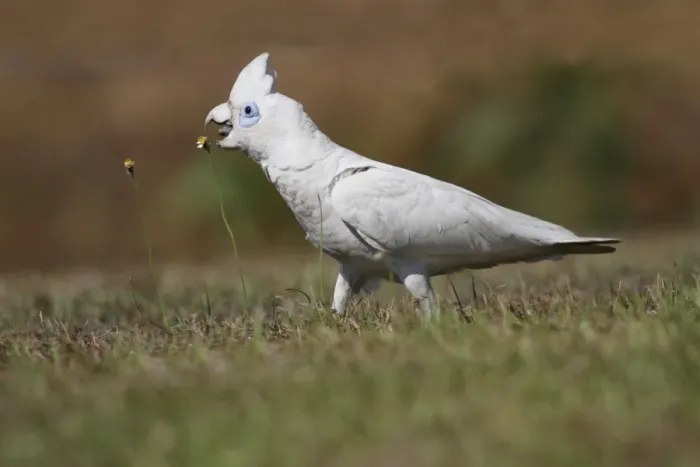 Framed Print : Little Corella (Cacatua sanguinea) adult, feeding on flowerheads, foraging on ground, Northern Territory, Australia Framed Print : Little Corella (Cacatua sanguinea) adult, feeding on flowerheads, foraging on ground, Northern Territory, Australia