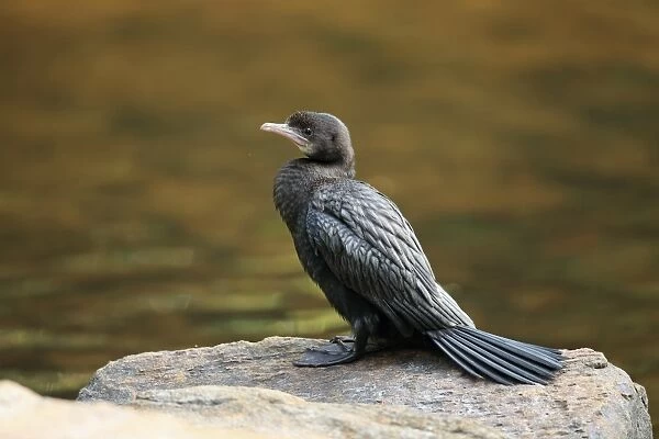 Little Cormorant (Microcarbo niger) adult, non-breeding plumage, standing on rock at edge of water, Sri Lanka, February