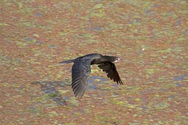 Little Cormorant (Phalacrocorax niger) adult, non-breeding plumage, in flight over water, Keoladeo Ghana N. P