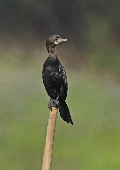 Framed Print : Little Cormorant (Phalacrocorax niger) adult, standing on post, Dibru-Saikhowa N. P. Assam, India, february